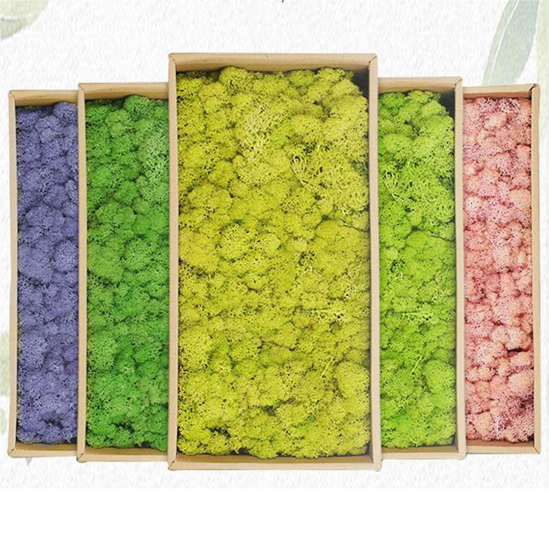 Sphagnum Moss Dry - พืชสีเขียวประดิษฐ์20กรัมหญ้ามอสสำหรับตกแต่งห้องสวนที่อยู่อาศัย