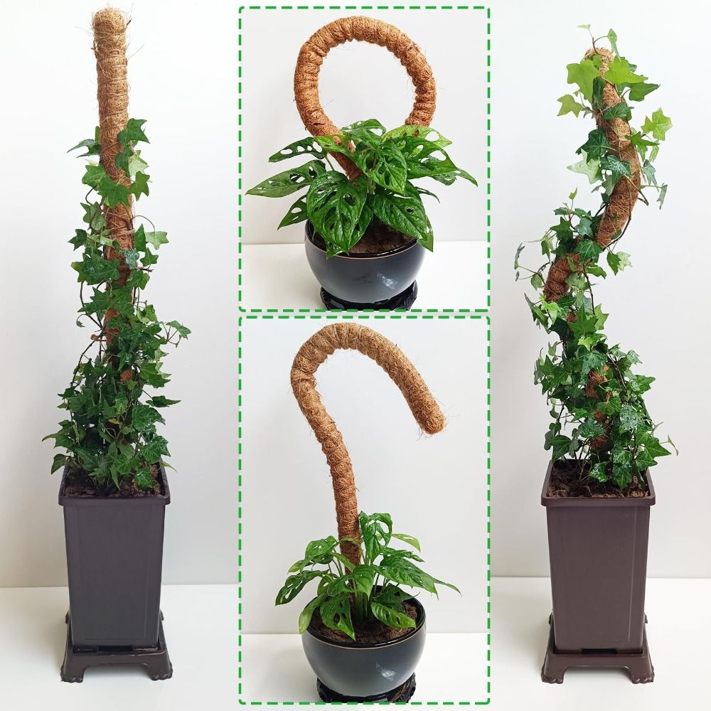 เสาค้ำต้นไม้แบบโค้งงอได้ ทำจาก - Sphagnum Moss Dry บทวิจารณ์และราคา